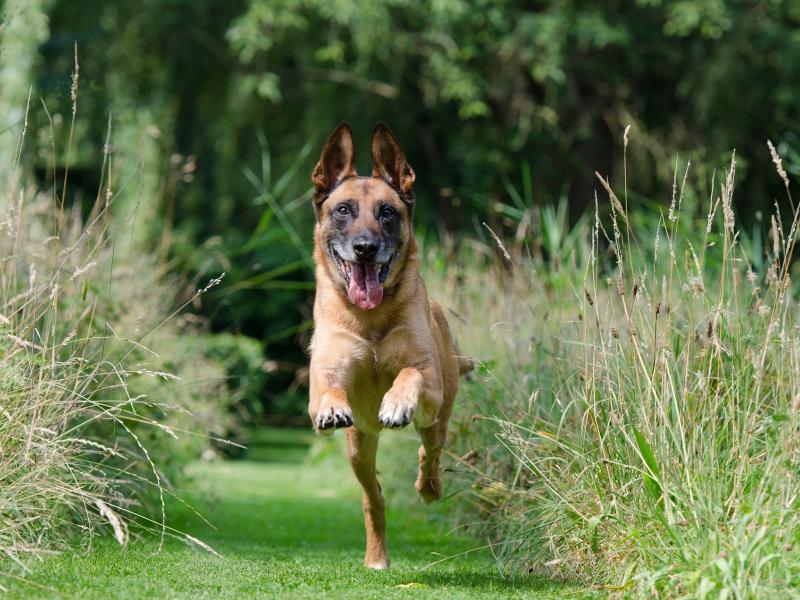 malinois