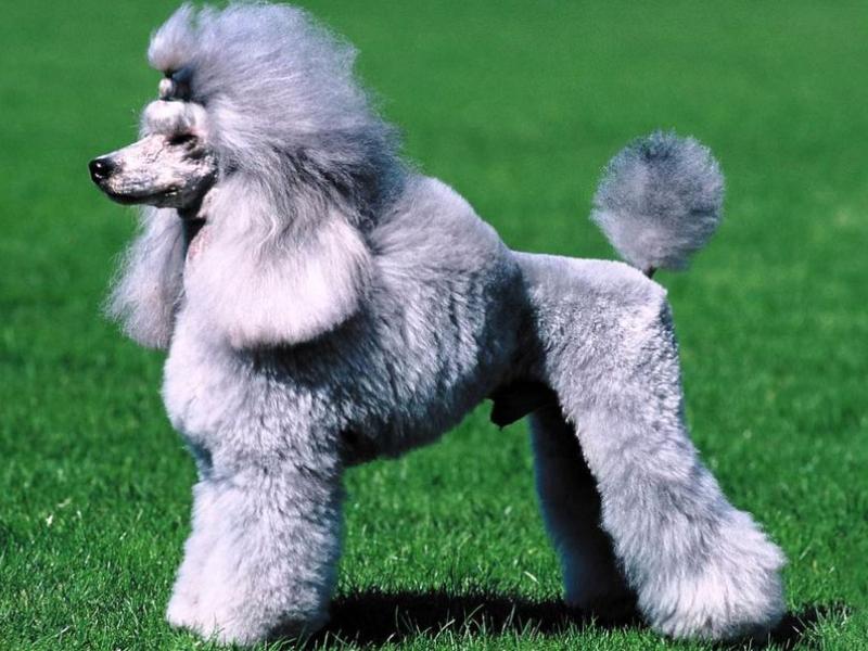 caniche