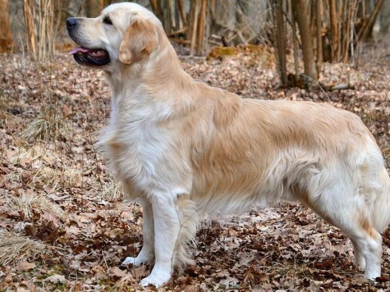 golden retriever