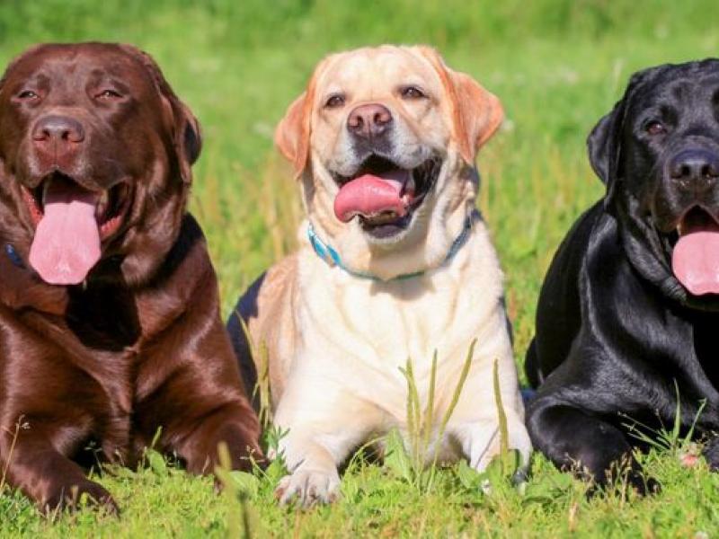 labrador