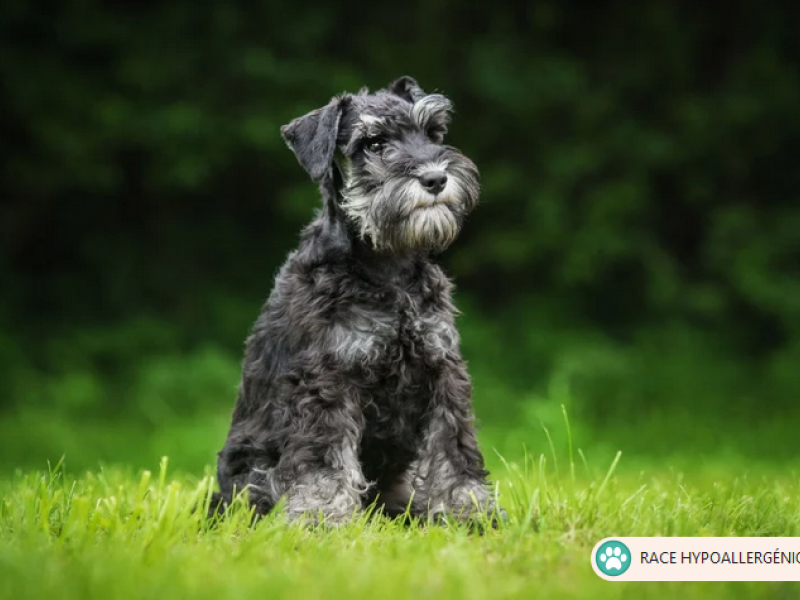 Schnauzer