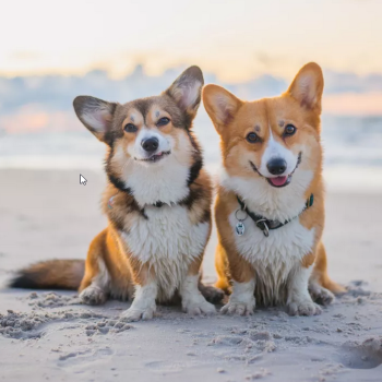 Corgi