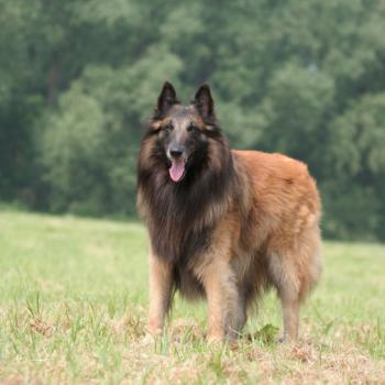 berger-belge-tervueren