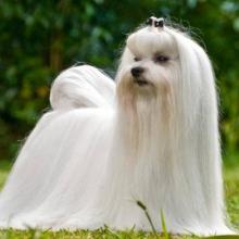 bichon maltais