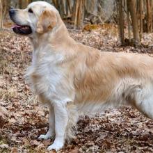 golden retriever