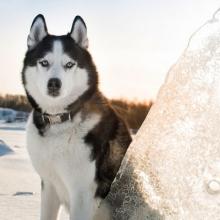 husky