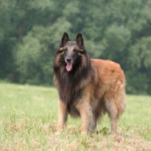 berger-belge-tervueren