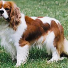cavalier-king-charle