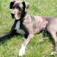 dogue-allemand-grand-danois