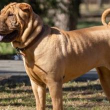 sharpei