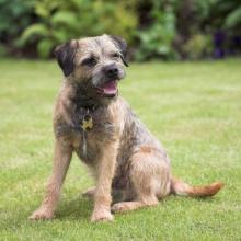 border-terrier