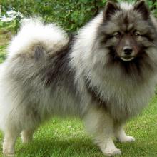 spitz-loup.jpg Alternative textuelle